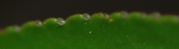 {Prunus angustifolia}